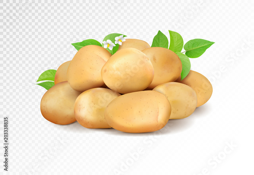 Realisic vector potatoes grope on transparent background. Potato with leaf and flowers.