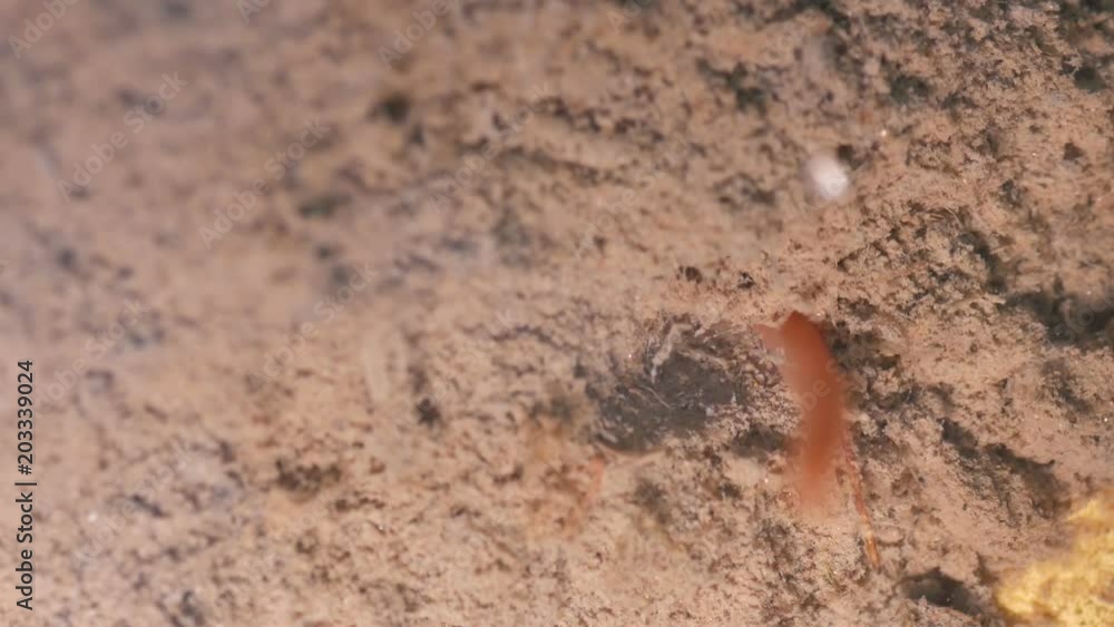 aquatic earthworms movement in the mud sediment in the pond aquatic earthworms movement in the mud sediment in the pond