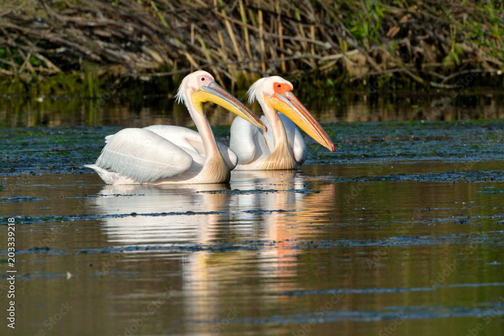 White Pelican (Pelecanus onocrotalus) White Pelican (Pelecanus onocrotalus)
