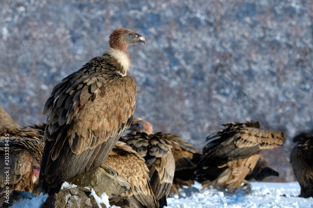 Griffon Vulture Resting on a Rock, in Mountains, in Winter Griffon Vulture Resting on a Rock, in Mountains, in Winter