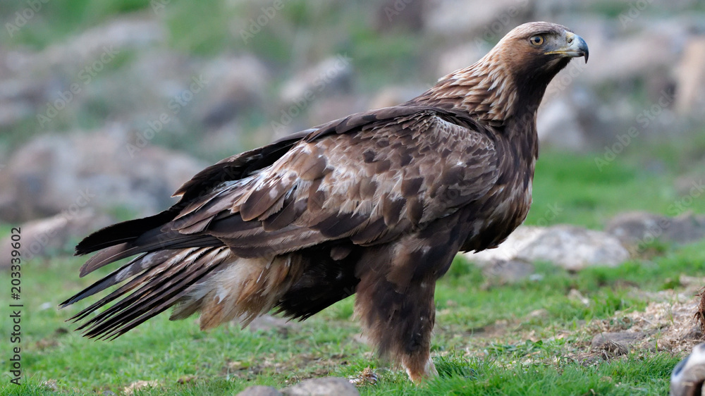 Golden Eagle Sitting on the Ground Golden Eagle Sitting on the Ground