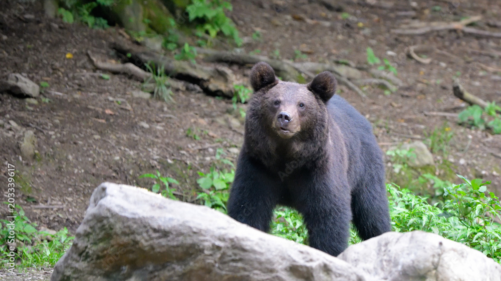 Wild Brown Bear from Carpathian Mountains