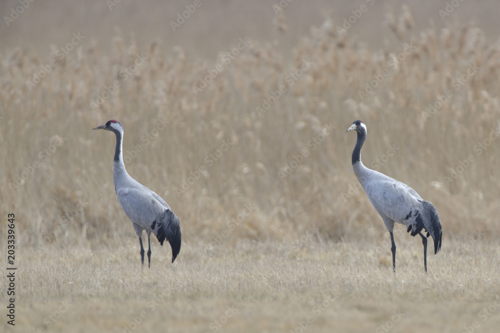 Common Cranes, on the field, in spring migration Common Cranes, on the field, in spring migration