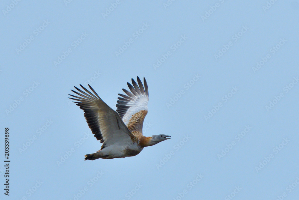Fototapeta premium Great Bustard (Otis tarda) on the field in springtime
