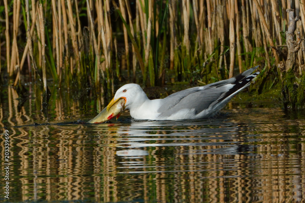 Caspian Gull (Larus cachinnans) Caspian Gull (Larus cachinnans)