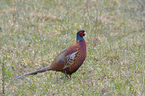 Male Pheasant on a field