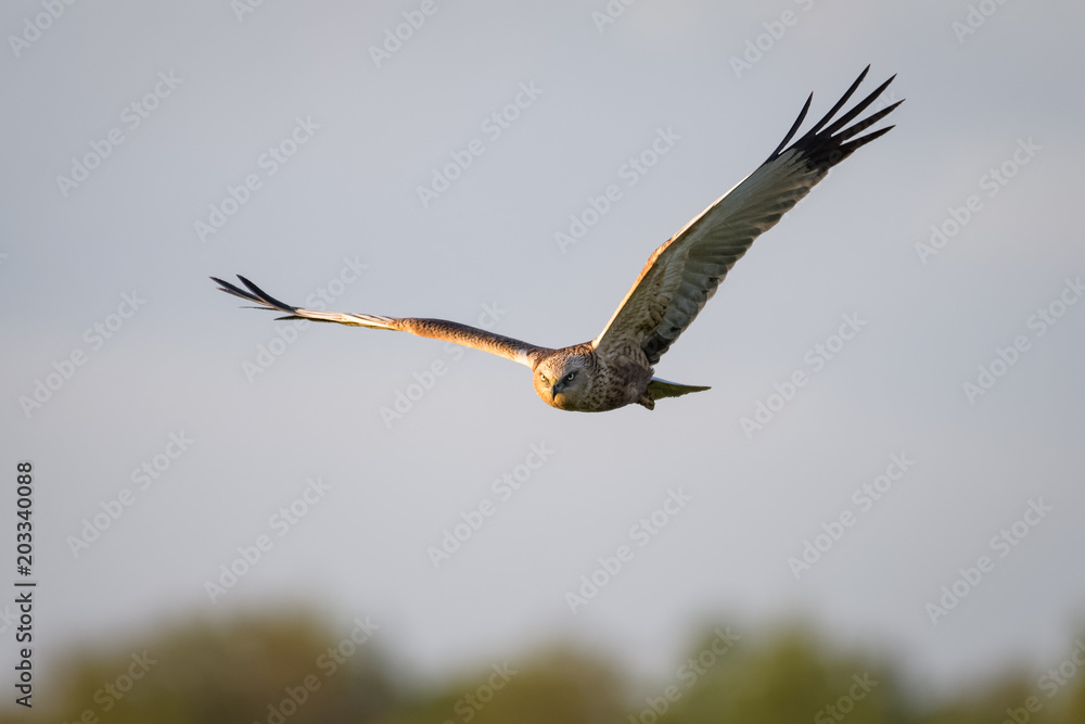 Marsh harrier flying Marsh harrier flying