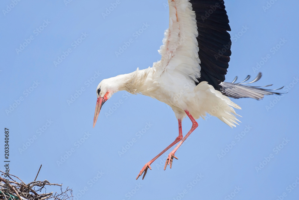 Obraz premium White storks in love game