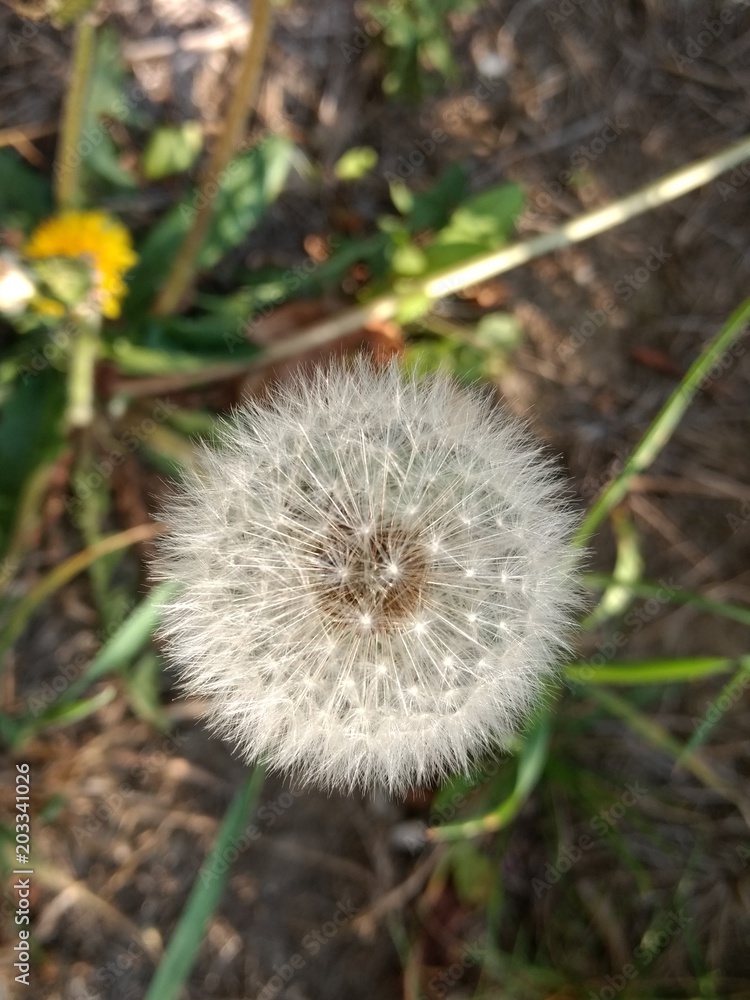 Close-up of white dandelion