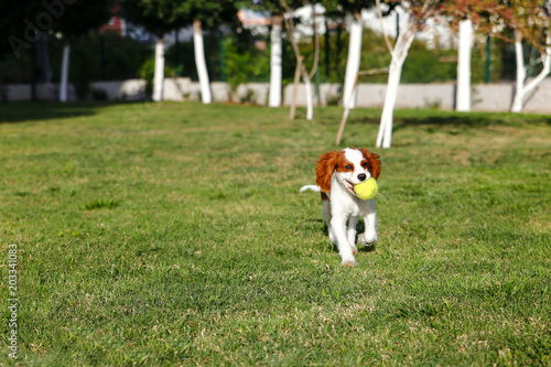 King Charles Cavalier and English Pointer  Golden Retriever run with tenis ball in the garden.