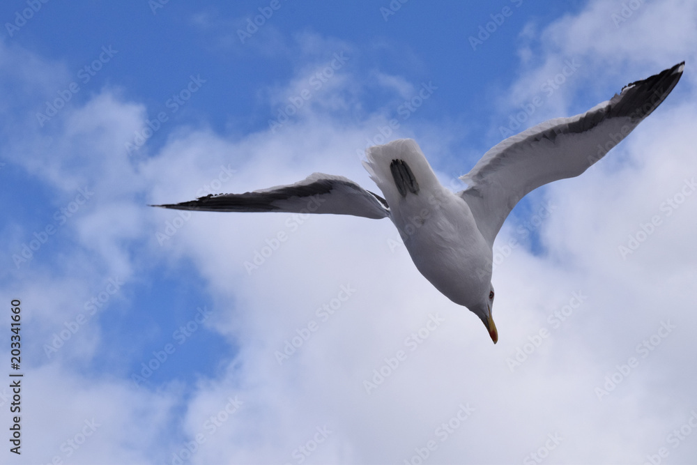 Gaviota Gaviota