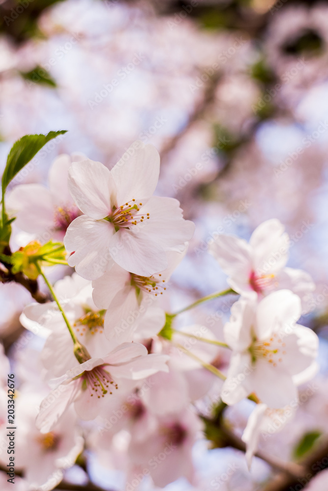 桜