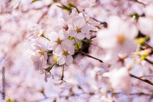 桜