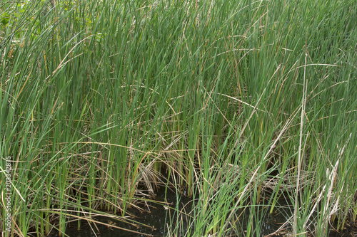 Wild growing Typha cattails in marsh