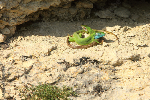 Pair of European Green Lizard (Lacerta viridis) in the wild. photo