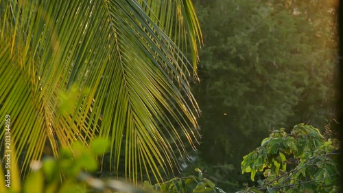 Medium close up view of palm fronds and other tropical foliage seen at sunset during golden hour in Asia. The feeling evoked is one of warmth and lush exotic atmosphere. photo
