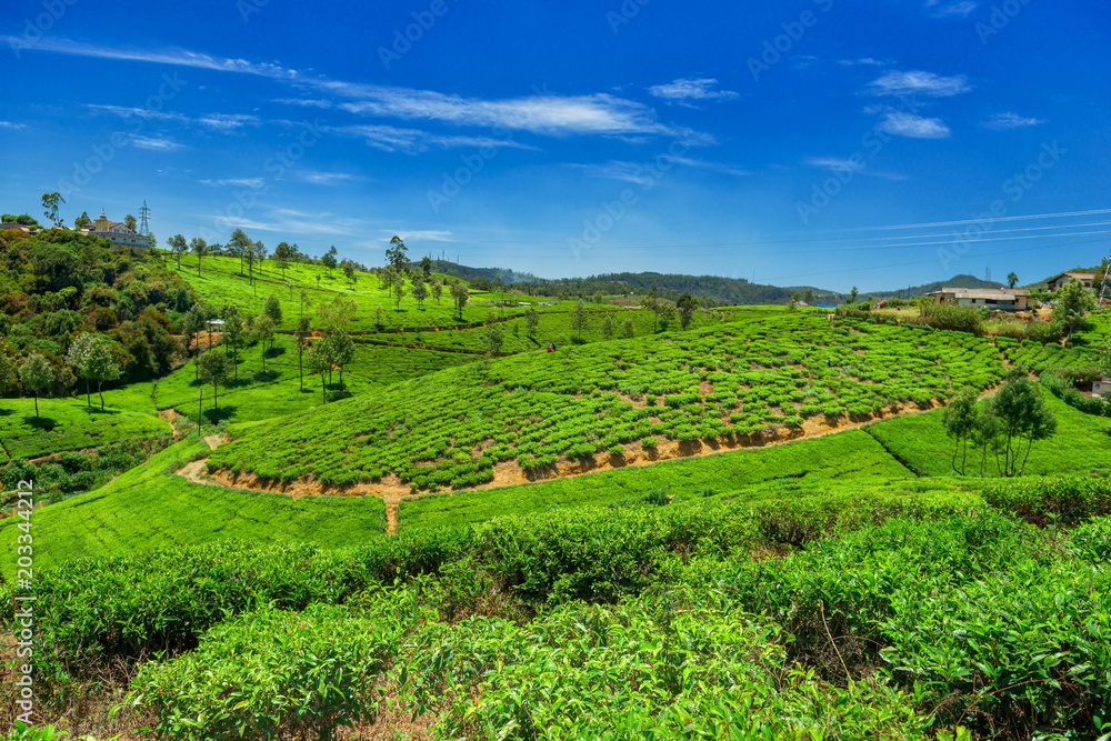 Tea plantations and factory in Sri Lanka.