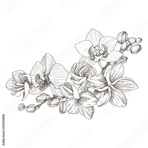 Hand drawn black outline bouquet with orchid and plumeria on a white background isolated. Highly detailed vector illustration. Beautiful exotic flower. Cymbidium for your logo, composition, design.