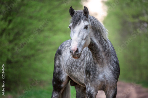 Portrait of a beautiful Arabian stallion in spring forest.