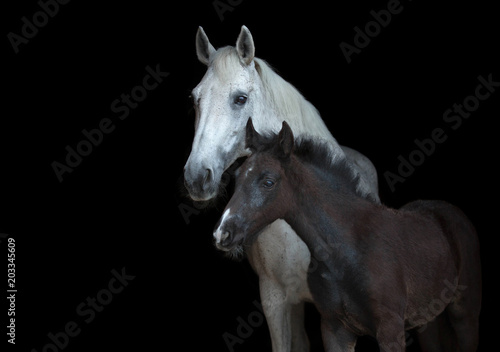Arabian mare with a foal isolated on black background.
