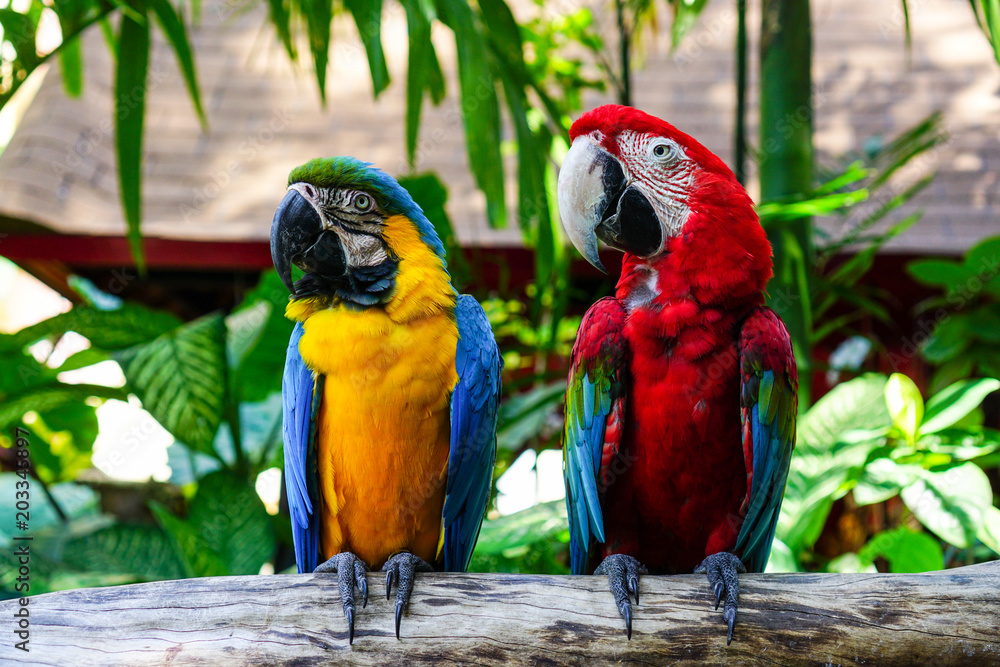 Colorful birds resting on a branch