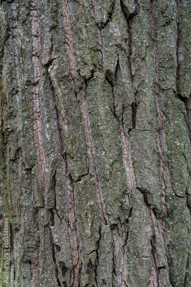 Obraz premium Texture of tree bark for background