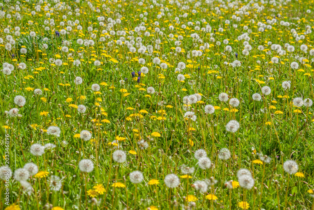 Meadow of the botanical garden of Alcalá de Henares full of flowers and seeds of dandelion, taraxacum, on a spring morning.