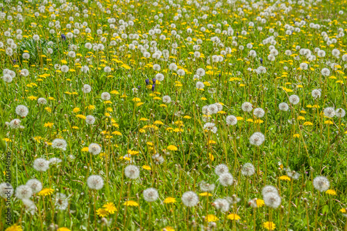 Meadow of the botanical garden of Alcalá de Henares full of flowers and seeds of dandelion, taraxacum, on a spring morning.