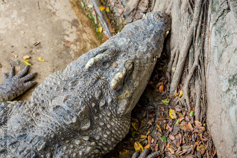 Obraz premium Crocodile , thailand