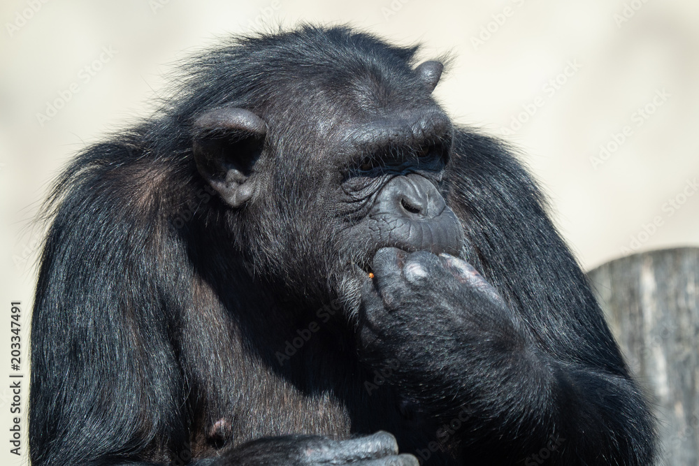 A chimpanzee (Pan Troglodytes) eating a vegetable. Portrait of the chimpanzee. A chimpanzee (Pan Troglodytes) eating a vegetable. Portrait of the chimpanzee.