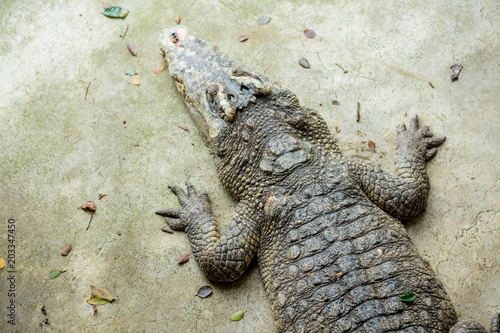 Crocodile   thailand