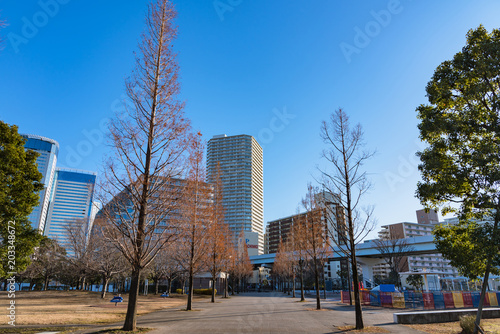 豊洲公園の並木