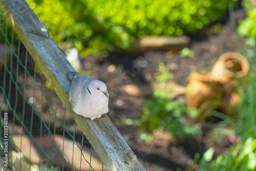 Dove resting in a garden in sunlight in spring