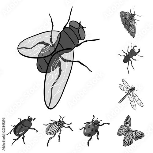 Different kinds of insects monochrome icons in set collection for design. Insect arthropod vector isometric symbol stock web illustration.