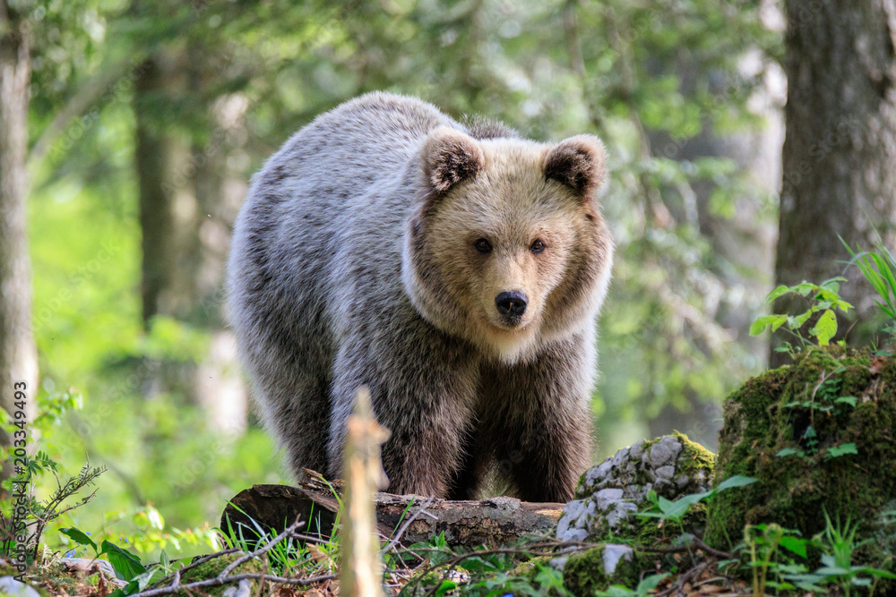 Obraz premium Orso bruno (Ursus arctos) nella foresta in Slovenia