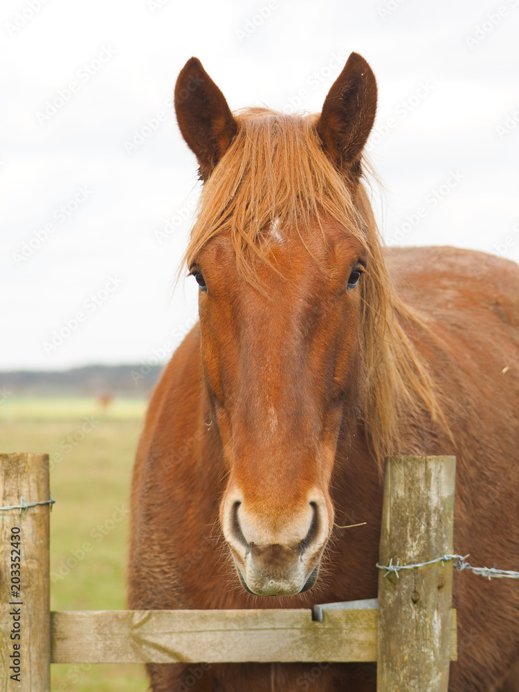 Obraz premium Chestnut Horse Head Shot