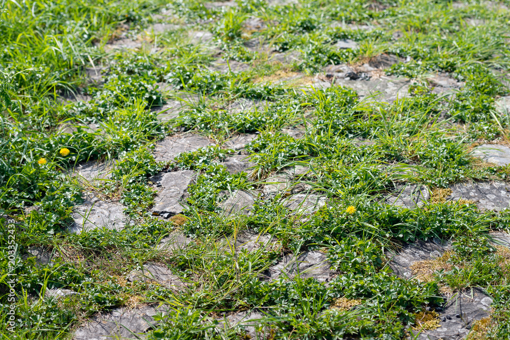 Obraz premium Natural vegetation between cobblestones
