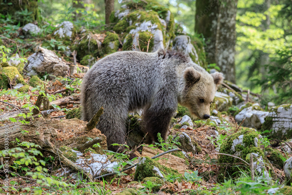 Fototapeta premium Orso bruno (Ursus arctos) nella foresta in Slovenia