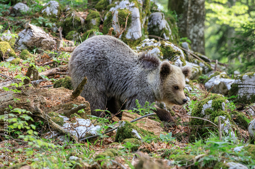 Orso bruno (Ursus arctos) nella foresta in Slovenia