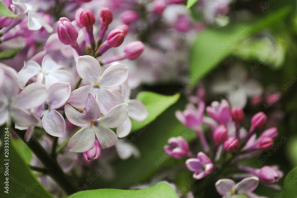 Obraz premium Purple lilac flowers on a bush. Spring background.