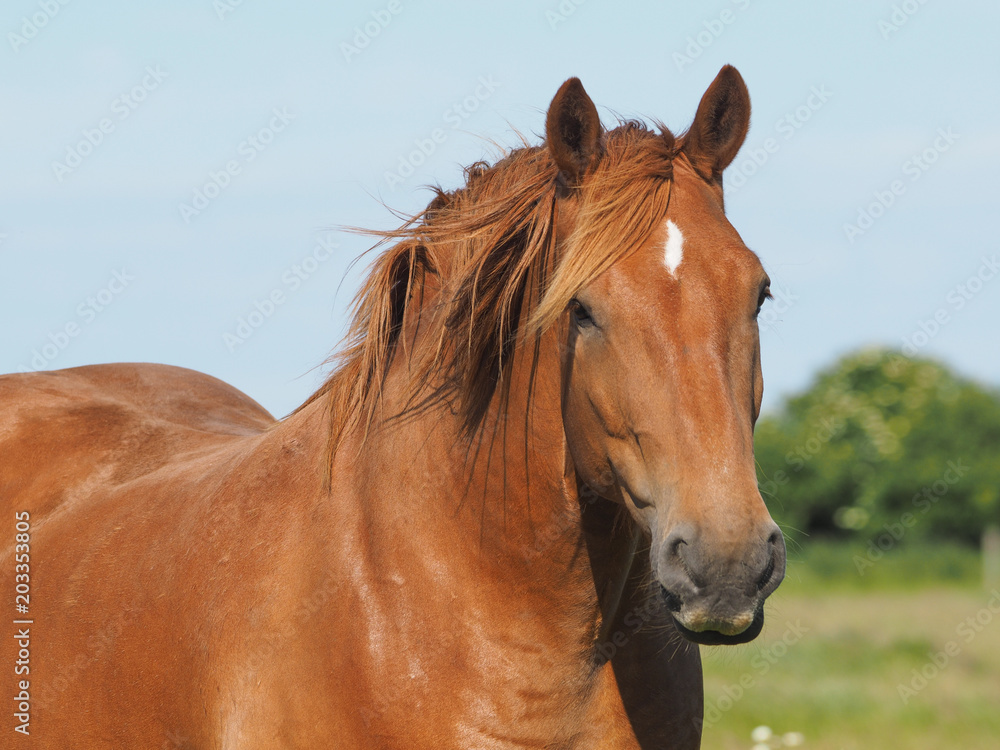 Chestnut Horse Chestnut Horse