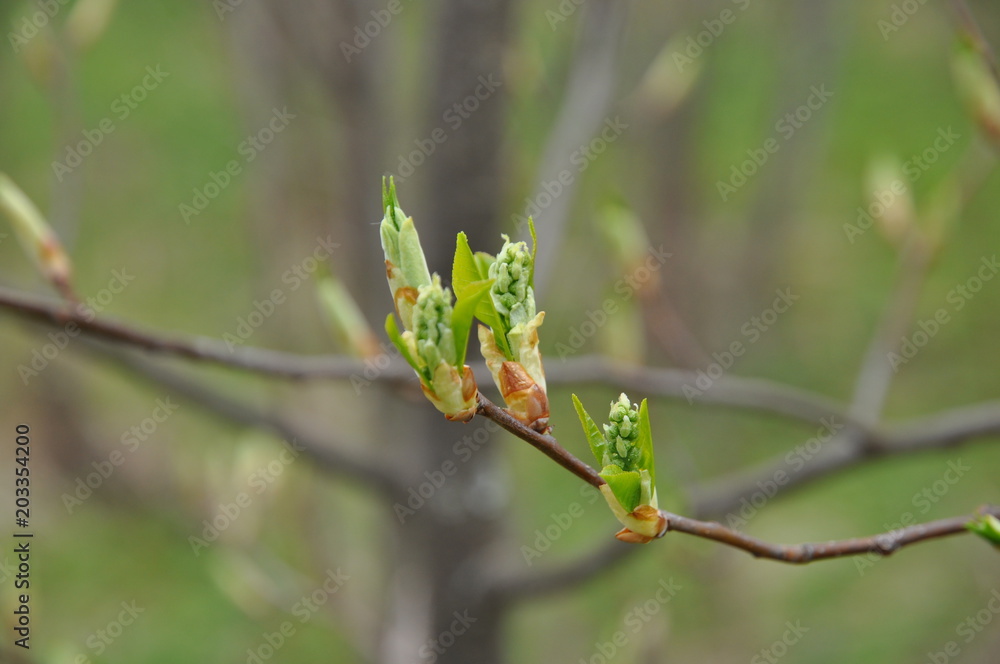 Naklejka premium природа