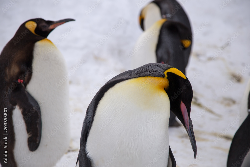 Fototapeta premium Emperor penguin king of penguins species in Antarctica were find food and ready to move abode 