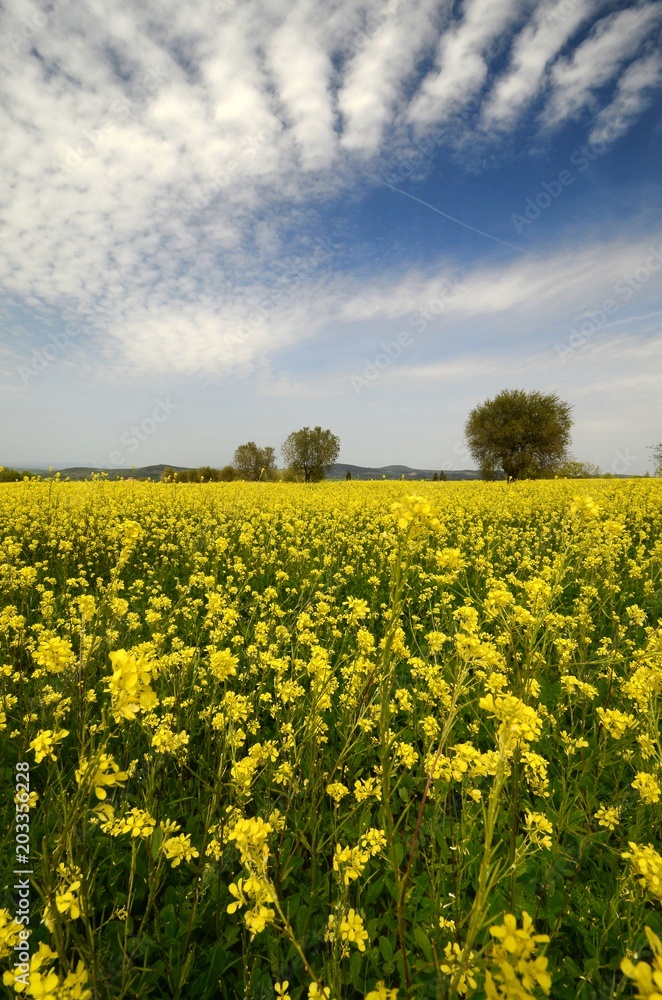 Beautiful field of yellow flowers with olive trees in the Tuscan countryside, near Pienza (Siena). Italy