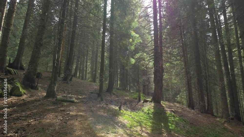 Coniferous forest on a sunny day Coniferous forest on a sunny day