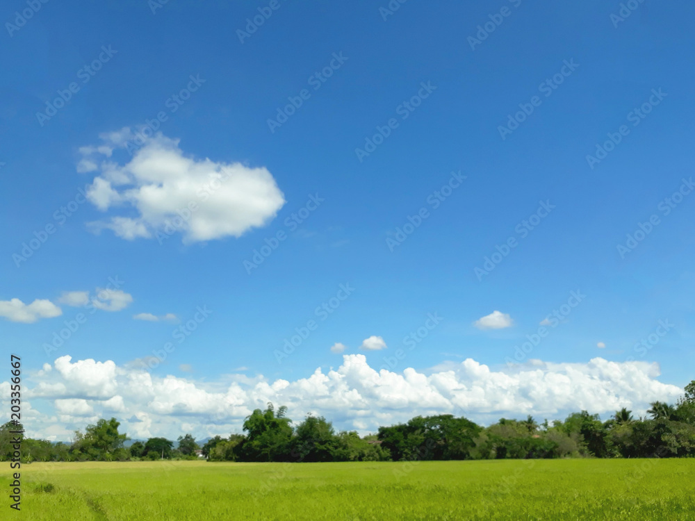 The tree, green field, blue sky. The rural landscape.