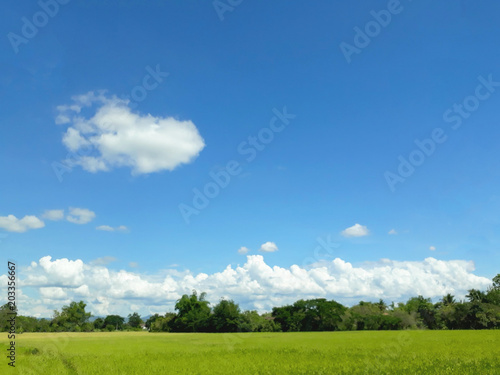 The tree  green field  blue sky. The rural landscape.