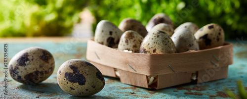 Quail eggs in the box on blue textured surface with green blurred natural leaves background, selective focus, close-up photo