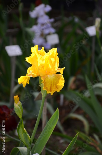 Fototapeta Naklejka Na Ścianę i Meble -  beautiful yellow iris in a famous florence garden, Italy.