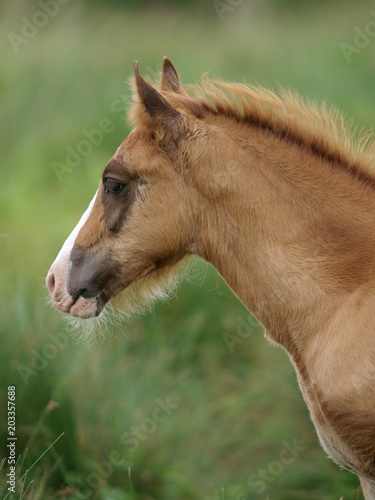 Pretty Foal photo